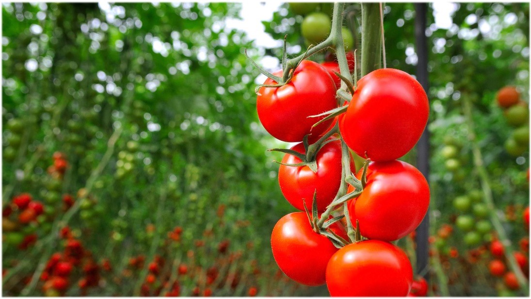 Tomate FMC|Benevia FMC